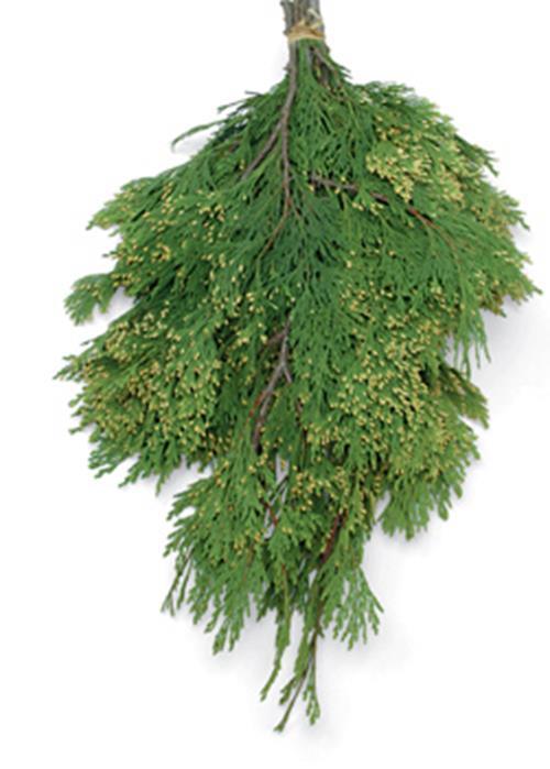 INCENSE CEDAR 20# CHRISTMAS GREENS